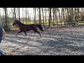Dressage horse Talentvolle driejarige merrie