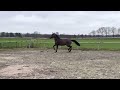 Dressage horse Pippa