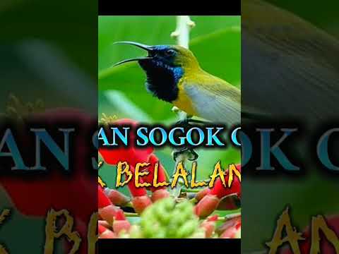 MASTERAN SOGON NEMBAK BELALANG EMAS #sogokontongjuara #sogokontonggacor #sogokontonggacordor