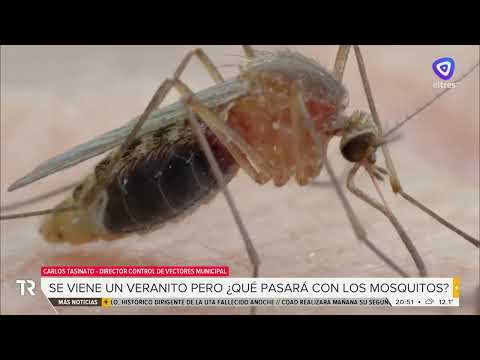 La lluvia se volvió un factor determinante para la proliferación de mosquitos con bajas temperaturas