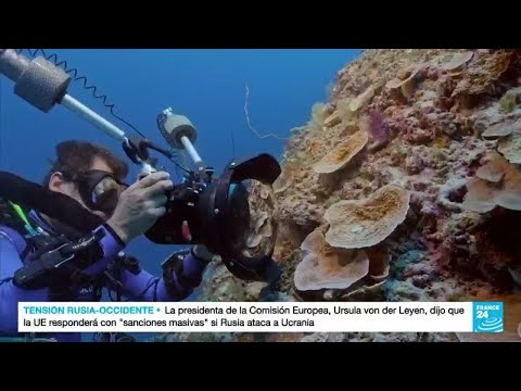 Científicos de Tahití descubren arrecife virgen y a salvo del cambio climático