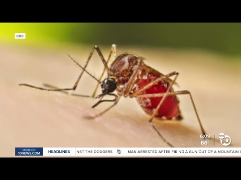 County health officials detect first case of dengue virus in Escondido