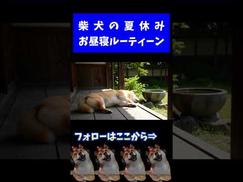 柴犬のおひるねルーティーン #shorts
