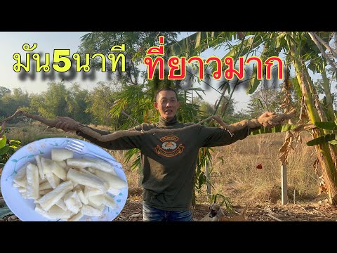 ขุดมันห้านาทีข้างคอกเป็ดเหลือเ