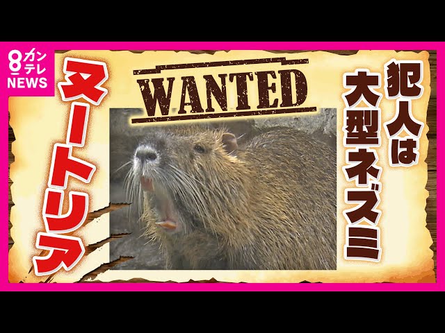 Image of Nutria Infestation Expands Across Western Japan, Farmers Ravaged