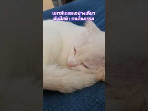 แมวมันมีสติสัมปชัญญะคนตื่นธรร