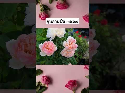 กุหลาบชื่อmistedคนบ้ากุหลาบ