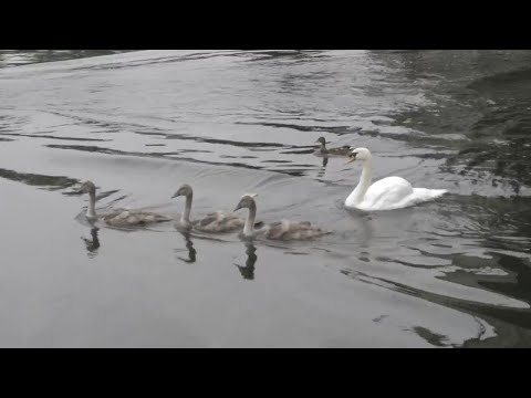 Annual royal swan count underway on River Thames