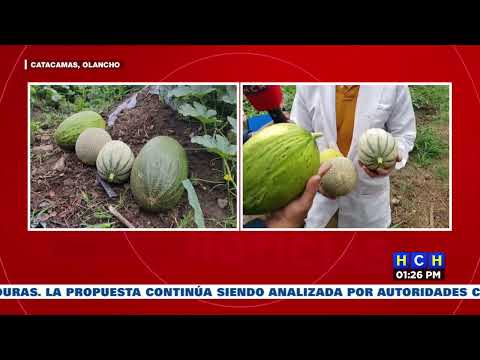 Nuevos tipos de melones se desarrollan en la Universidad Nacional de Agricultura