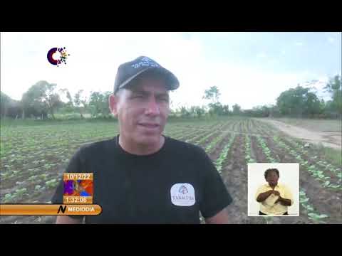 Se recupera rama tabacalera en Occidente de Cuba