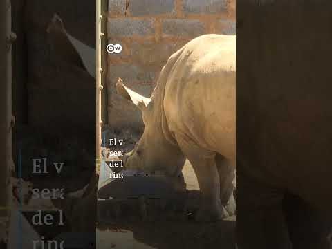 Shorts | Rinocerontes blancos vuelven a su hábitat