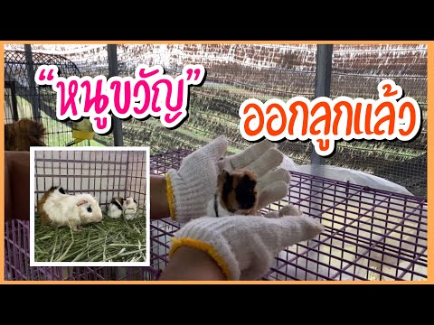 Zing’s-Day-I-หนูขวัญออกลูกแล้ว Zing’s-Day-I-หนูขวัญออกลูกแล้ว