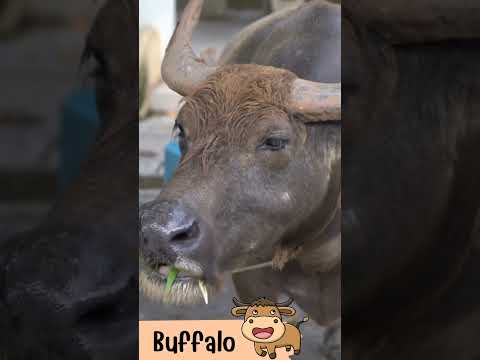 ควายBuffaloเสียงควายพร้อมภ