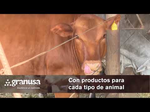 Abc Rural: Producción de ganado en confinamiento en forma sostenible