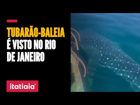 NADADORES ENCONTRAM TUBARÃO-BALEIA EM PRAIA DO RIO DE JANEIRO