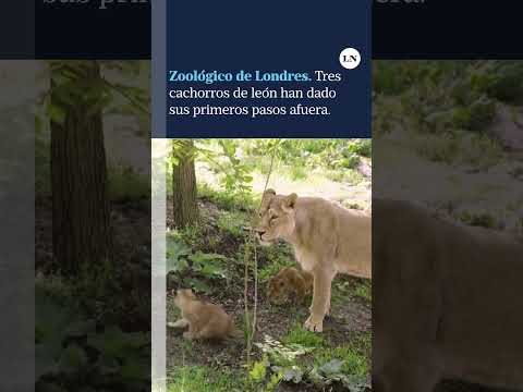 Zoológico de Londres. Tres cachorros de león han dado sus primeros pasos afuera