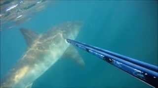 فيديو: شاب يتفاجئ بوجود سمك القرش الابيض يسبح بجانبه