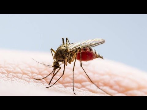 Salud Pública reporta las cifras de casos de influenza y dengue