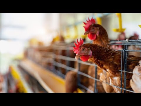 Gripe aviar en Costa Rica: Nicaragua cancela importaciones desde ese país