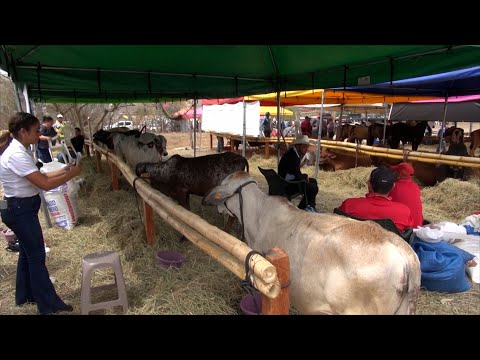 Festival Vaquero en Jinotega saluda el 319 aniversario de la Santa Cruz