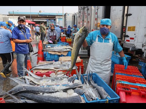 Callao: Variedad de pescados y mariscos a buen precio por Semana Santa