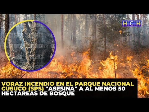 Voraz incendio en el Parque Nacional Cusuco (SPS) asesina a al menos 50 hectáreas de bosque