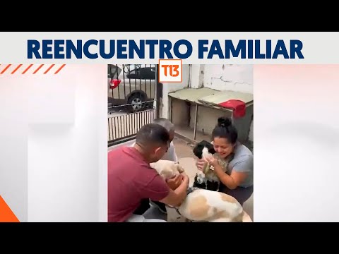 Familias se reencuentran con mascotas tras incendios