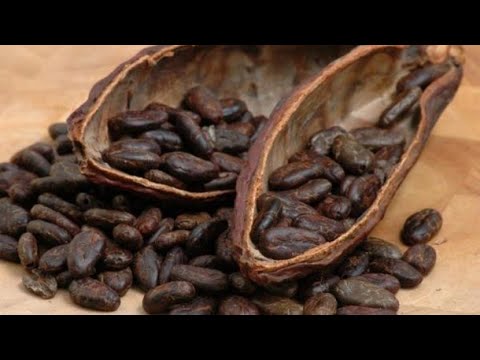 22 millones de dólares acumula exportación de cacao en lo que va del año, según Comcacao