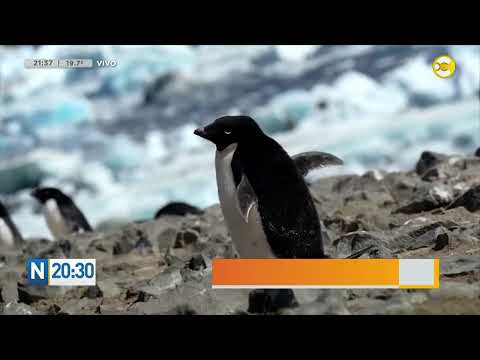 Antártida: detectaron virus de gripe aviar H5N1 en pingüinos ?N20:30?09-04-24