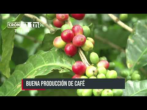 Producción cafetalera en Nicaragua generará más de US$700 millones de dólares