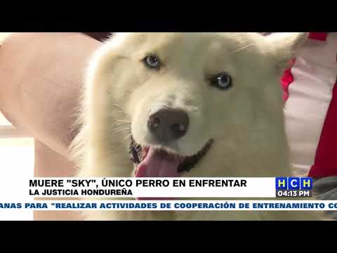 Fallece Sky el único perro de Honduras que visitó los tribunales de Justicia