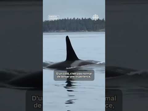 Un groupe somme d’observer les baleines de loin, pour leur bien-être