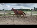 Dressage horse Sensibel braaf paard voor de toekomst