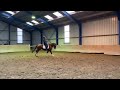 花样骑术马匹 Sweet allround mare for sale