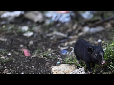 Miles de cerdos vietnamitas invaden Puerto Rico