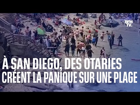 À San Diego, des otaries créent la panique sur une plage