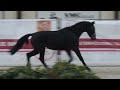 Dressage horse Stoere 3 jarige Lantanas ruin