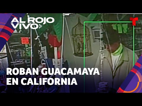 Captan hombre robando una guacamaya valorada en 7.000 dólares de una tienda en California
