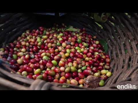 Del recogido al tueste: un día en una finca de café en Maricao