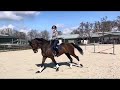 Dressage horse talentvolle 9 jarige merrie