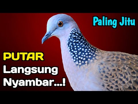 SUARA TEKUKUR GACOR PALING AMPUH UNTUK PIKAT BURUNG LIAR