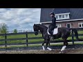حصان الفروسية Bomproof super lieve zwarte merrie!