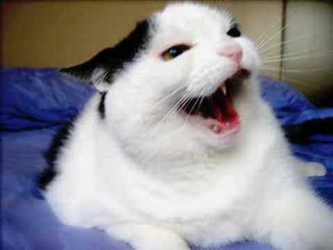 Fat cat singing