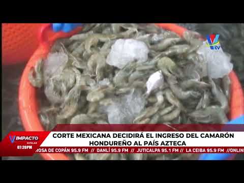 Corte mexicana decidirá el ingreso del camarón hondureño al país azteca
