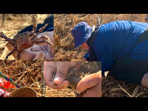 ขุดปูนากับน้องพาขวัญหมานทั้งก