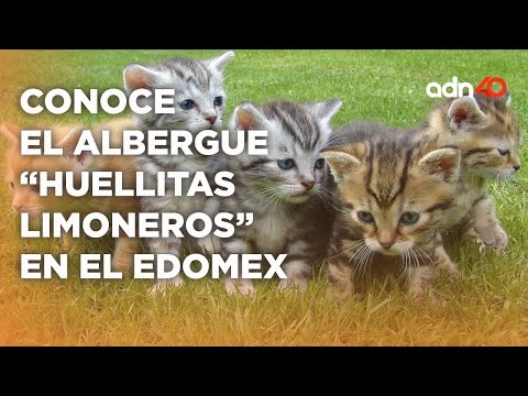 Huellitas Limoneros promueve la adopción de gatos y perros de forma responsable en el Edomex