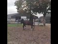 Dressuurpaard Stoere 2,5 jarige hengst Prince