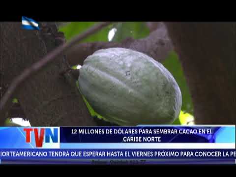 12 MILLONES DE DÓLARES PARA SEMBRAR CACAO EN EL CARIBE NORTE