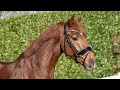Dressage horse Odarcy