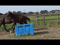 Show jumping horse merrieveulen Hardrock x Corland